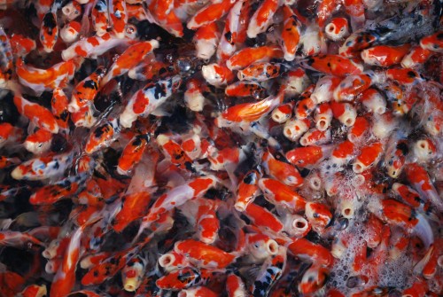 ok koi