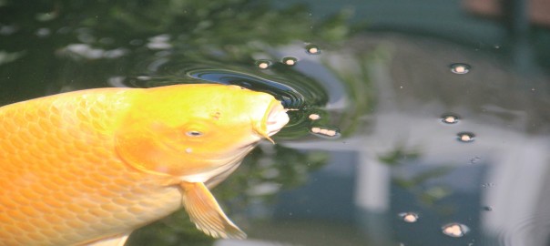 Yamabuki 85 cm jumbo koi